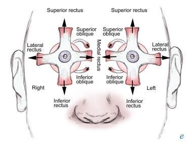 Eye Muscle Diagram