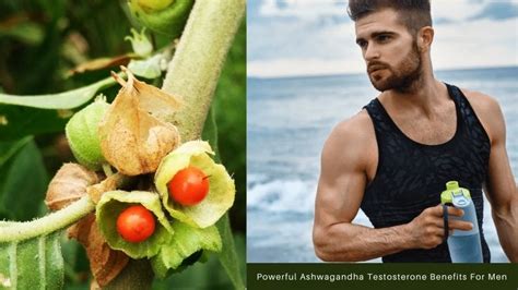 Powerful Ashwagandha Benefits To Promote Testosterone Level