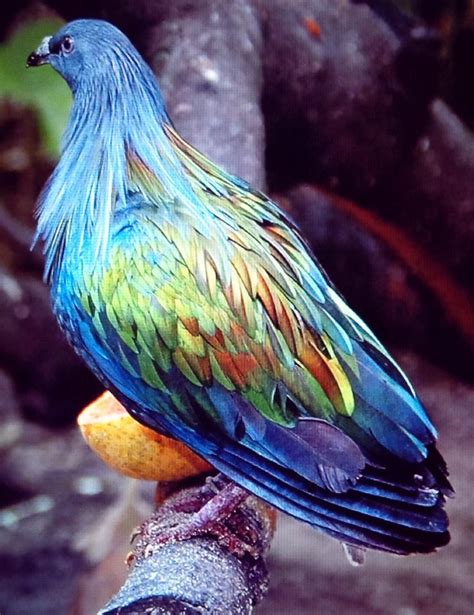 The rainbow colored Nicobar pigeon does exist. Google them and you'll ...