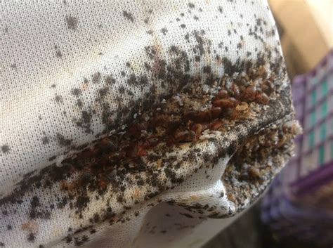 Best Bed Bugs Infestation Treatment In Lagos - Health - Nigeria