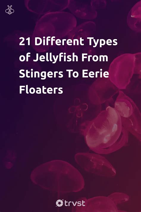 "21 Different Types of Jellyfish From Stingers To Eerie Floaters"- Some people say jellyfish are ...