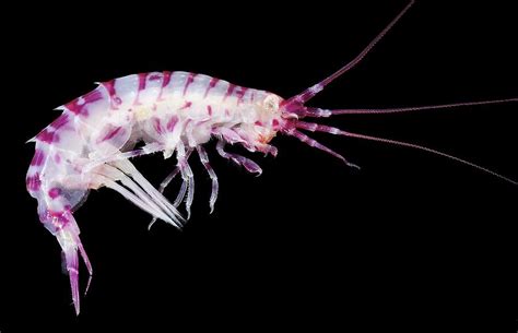 Amphipod Crustacean Photograph by Alexander Semenov