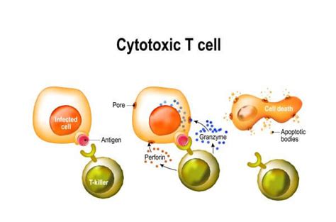 Cytotoxic T Cell Diagram