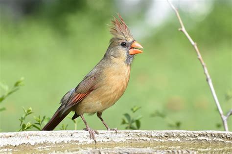 Common Texas Backyard Birds & How to Tell Them Apart | BirdingLocations