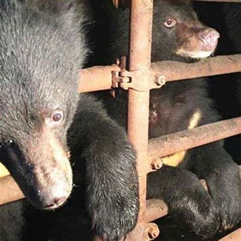 Three bear cubs saved from becoming Chinese tourist bait after police raid | South China Morning ...