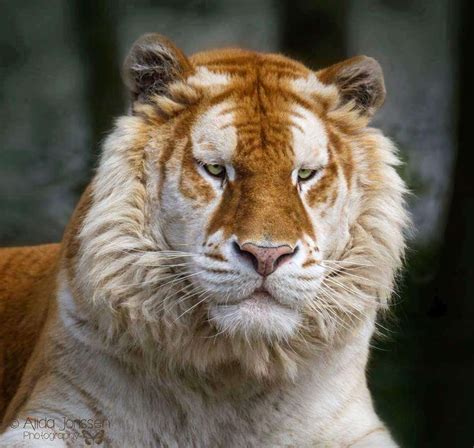 Watch The Rare Golden Tiger And It's Beautiful And Delicate Looking Fur