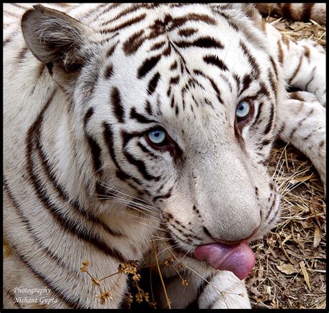 Blue Eyed White Tiger | Flickr - Photo Sharing!