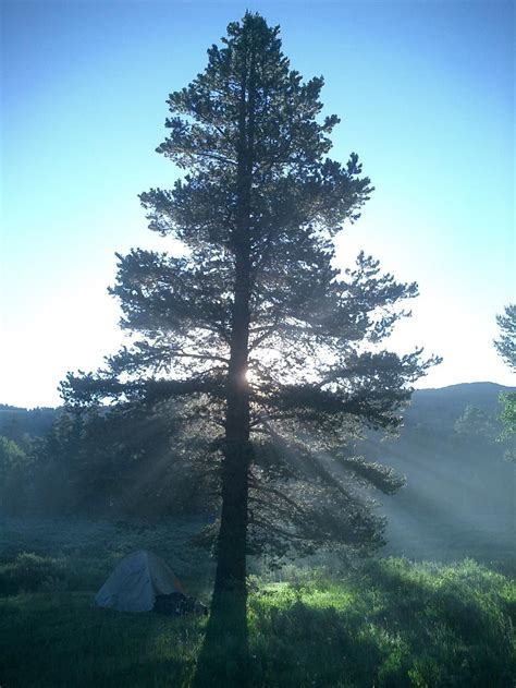 Majestic Pine Tree