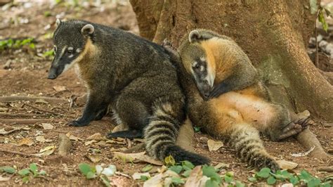 The Coatimundi Is Cute But Doesn't Make a Good Pet | HowStuffWorks