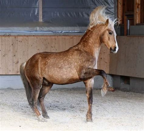 Sooty Dunalino | Most beautiful horses, Horse markings, Horse photos