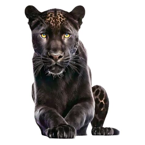 black panther illustration 23477462 PNG