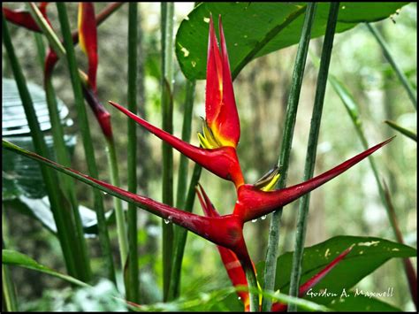 Vacation 2011: Flowers of Brazil