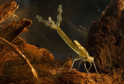 Damselfly Larvae Photograph by Dirk Ercken - Pixels