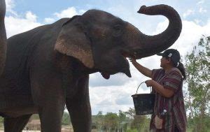 Best Thing To Do With Elephants in Pattaya | Pattaya Unlimited