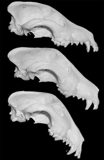 Terrierman's Daily Dose: Selecting for Mutation: The Bull Terrier