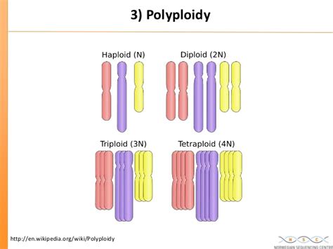 Polyploidy Definition Biology