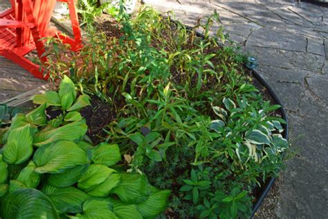 A Middle of the Garden Season Caladium Planting Solution