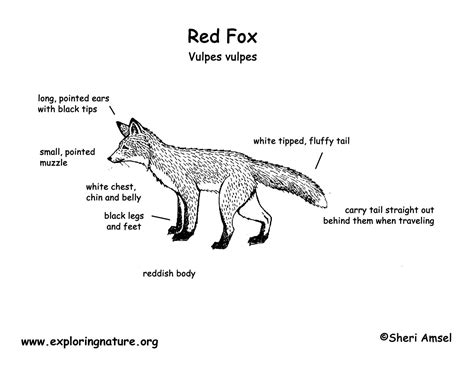 Fox Anatomy Diagram