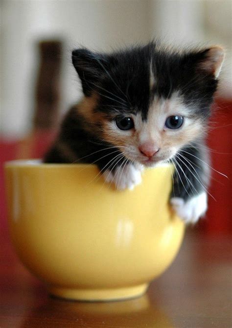 Twice as Nice - 30th November 2015 - We Love Cats and Kittens | Teacup kitten, Teacup cats ...