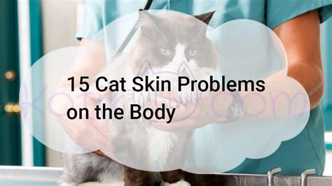 Pin on 15 Cat Skin Problems on the Body