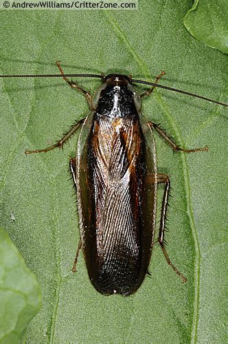 Pennsylvania wood cockroach - Alchetron, the free social encyclopedia