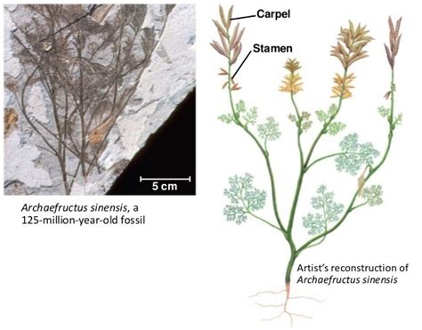 Ongzi's SecretGarden: Archaefructus sinensis : Earth First Flower