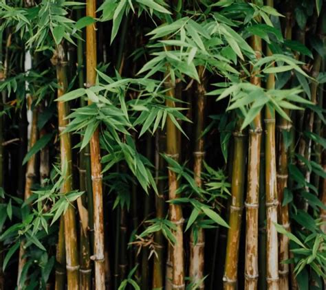 Growing Bamboo: A complete how-to guide - Bambu Batu
