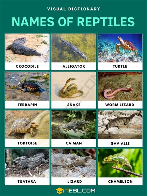 Names of Reptiles in English with Pictures • 7ESL