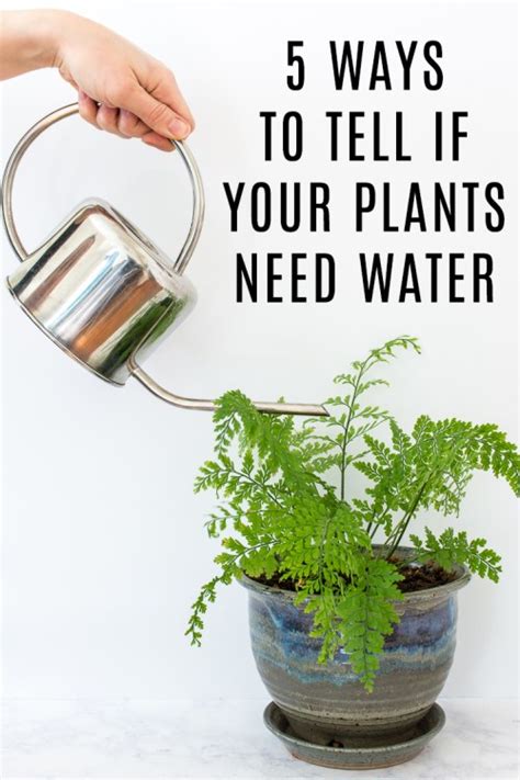 5 Ways to Tell If Your Plants Need Water