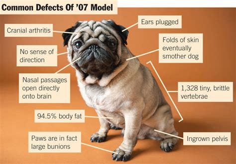 Pedigree Dogs Exposed - The Blog: Pugs and puffery