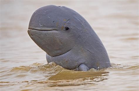 Gambar Ikan Pesut Mahakam - 57+ Koleksi Gambar