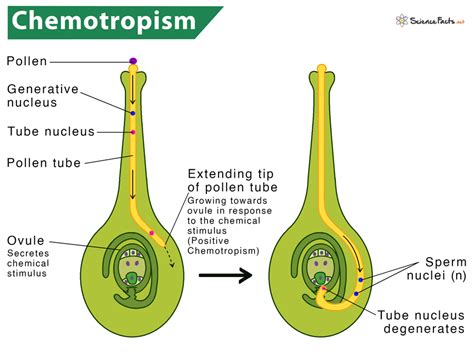 Chemotropism In Plants