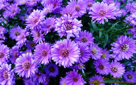 Free Purple Flowers, Download Free Purple Flowers png images, Free ClipArts on Clipart Library