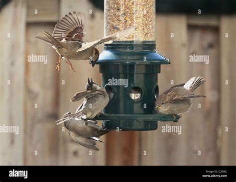 Sparrows feeding hi-res stock photography and images - Alamy