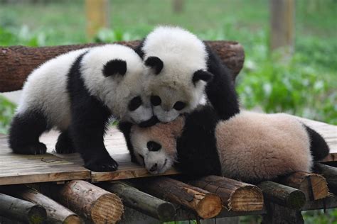 Adorable panda cubs delight tourists at Chinese zoo | London Evening ...