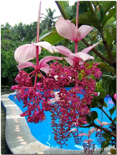 Kapa-kapa (Medinilla magnifica) | An impressive shrub native… | Flickr