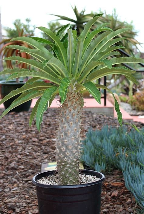 Pachypodium Madagascar Palm | 1000 | Cactus plants, Madagascar palm, Cacti and succulents