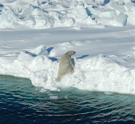 feeding | polarbearscience