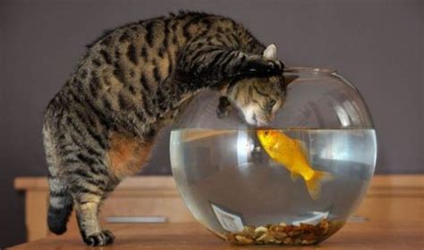 The Goldfish and the Cat - Barnorama