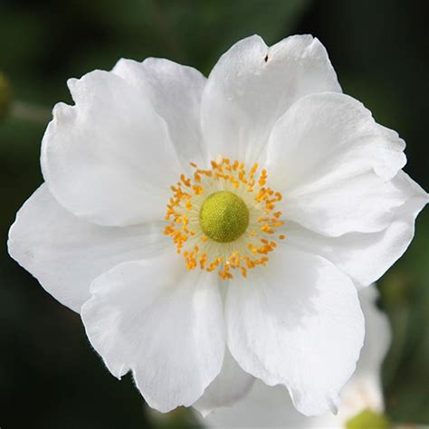 Potted White Japanese Anemone Plants On Sale in Ireland | Top Seller