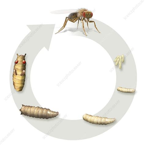 Fruit fly life-cycle, illustration - Stock Image - C025/5758 - Science ...