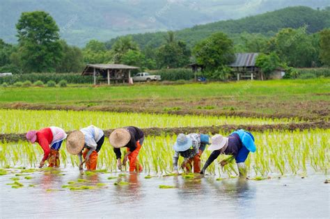 Premium Photo | Farmers are planting rice in the farm. Farmers bend to ...