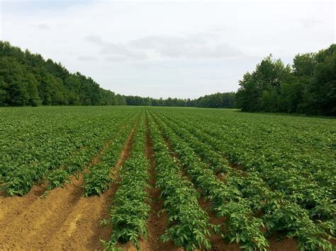 Photo gratuite: Pomme De Terre, Champs, Agriculture - Image gratuite ...