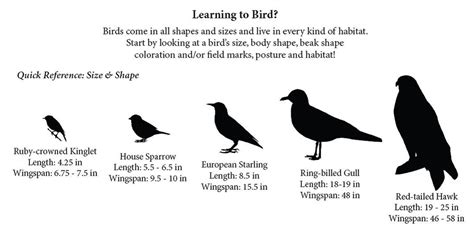 Shape your birding knowledge with this chart | The Spokesman-Review