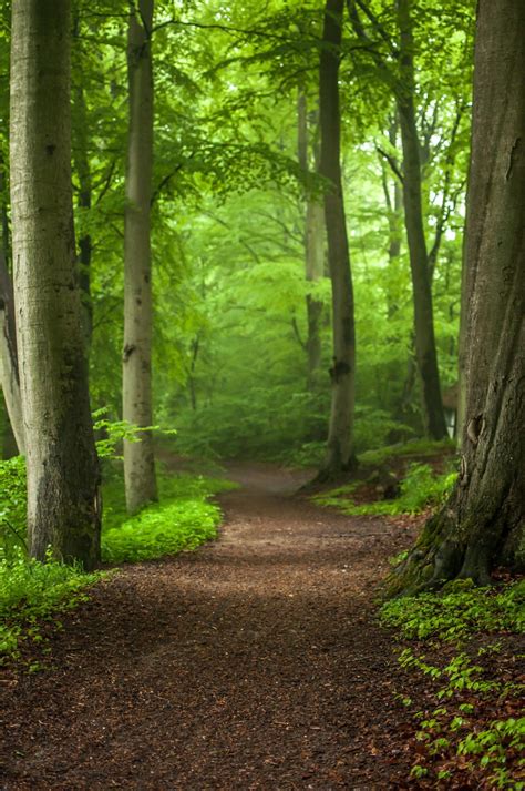 Forest path by Henrik Hansen | 500px | Landscape, Nature, Nature photography