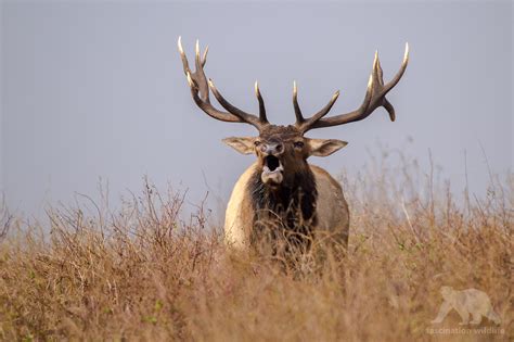 Wild California - Fascination Wildlife