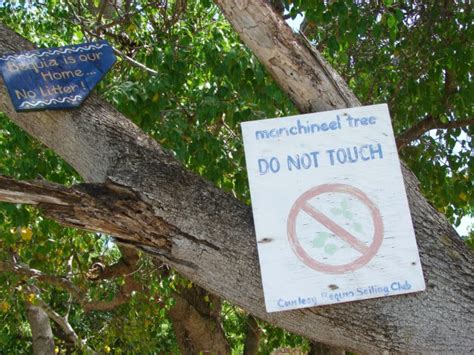 The Manchineel - World's Most Poisonous & Dangerous Tree | Most ...