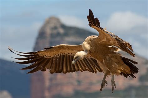 Griffon Vulture Facts, Distribution, Habitat, Diet, Pictures