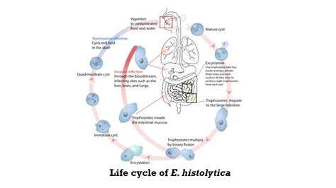 Entamoeba histolytica: Morphology, Life cycle, Pathogenesis, Lab Diagno