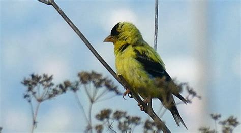 American Goldfinch